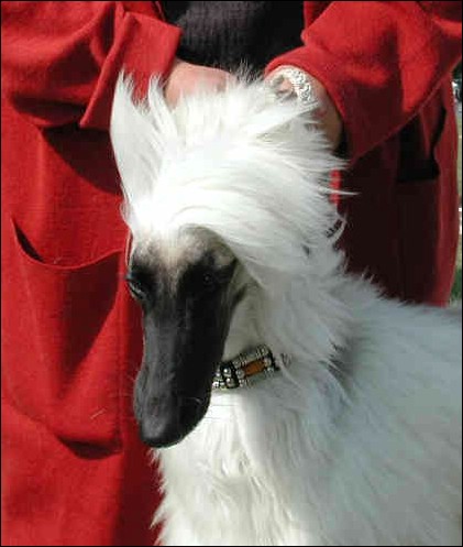 BORZOI2.jpg