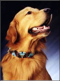 doggie.jpg