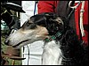 BORZOI1.jpg