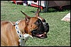 BOXER2.jpg