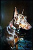 dog10.jpg