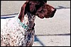 dog11.jpg
