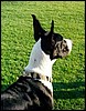 dog4.jpg